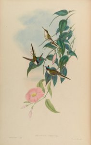 Heliactin cornuta = Heliactin bilophus door John Gould